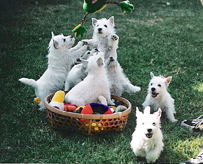 Westies at play - Jamie Emerson